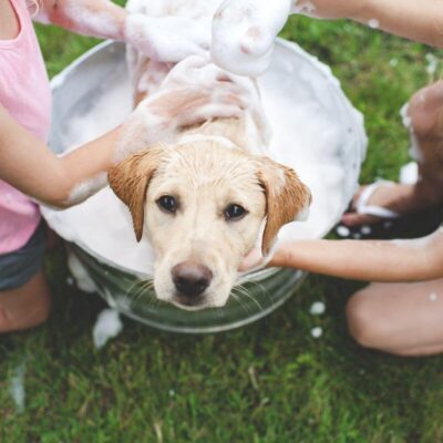 Pies w kąpieli, myty przez dzieci przy użyciu szamponów do higieny i pielęgnacji psa.