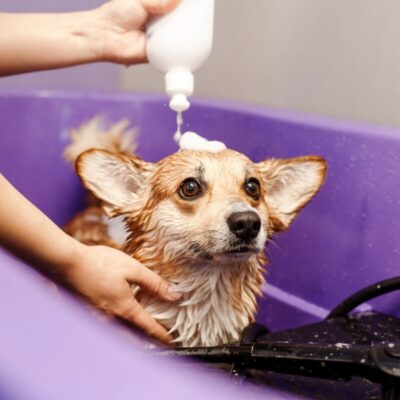 Pies w kąpieli z użyciem szamponu do higieny i pielęgnacji psa w fioletowej wannie.