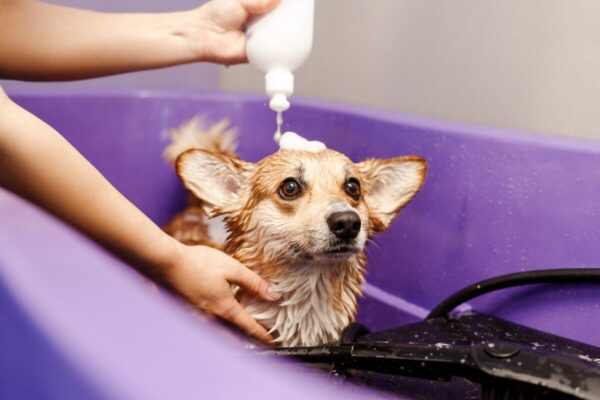 Pies w kąpieli z użyciem szamponu do higieny i pielęgnacji psa w fioletowej wannie.