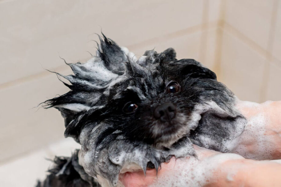 Pies w kąpieli pokryty pianą z szamponów do higieny i pielęgnacji psa.