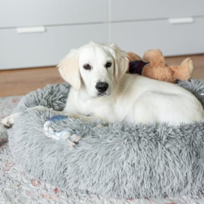 Pies leży wygodnie na szarym legowisku dla psa.