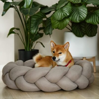 Pies leży na wygodnym legowisku dla psa otoczony roślinami.