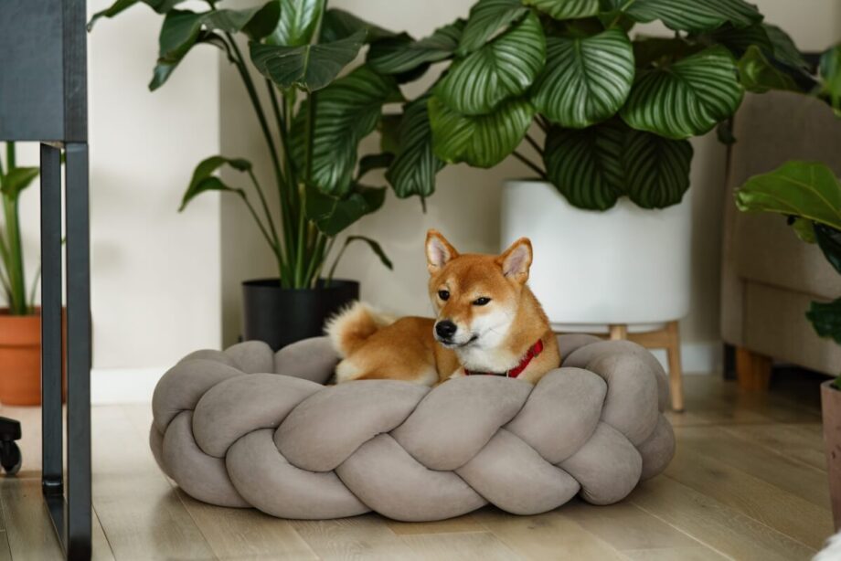 Pies leży na wygodnym legowisku dla psa otoczony roślinami.