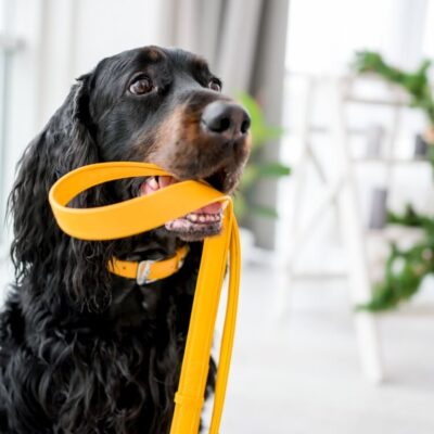 Czarny pies trzyma w pysku żółtą smycz dla psa.