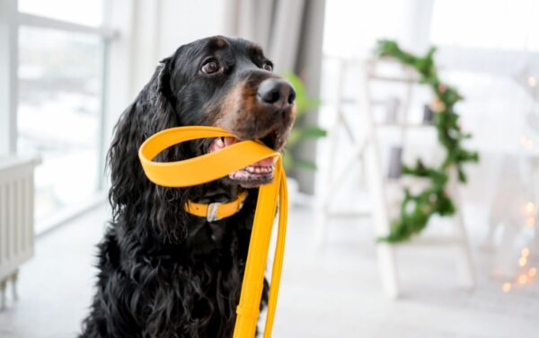Czarny pies trzyma w pysku żółtą smycz dla psa.