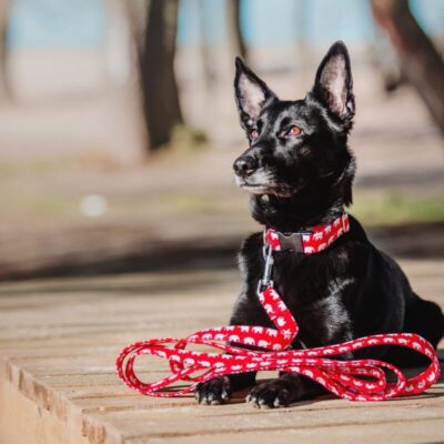 Czarny pies leży na pomoście, ubrany w czerwoną smycz dla psa.