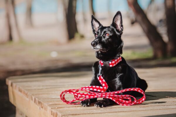 Czarny pies leży na pomoście, ubrany w czerwoną smycz dla psa.