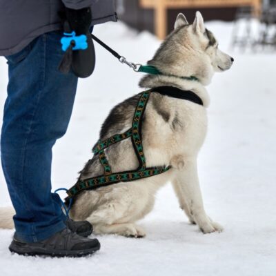 Osoba stoi na śniegu obok psa w szelkach dla psa.