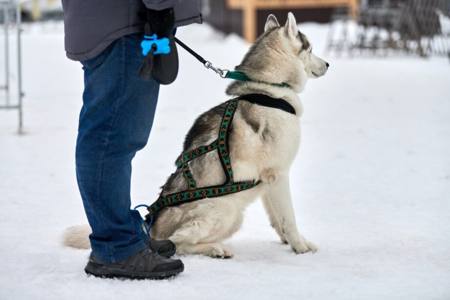 Osoba stoi na śniegu obok psa w szelkach dla psa.