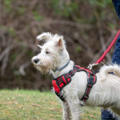 Pies na spacerze nosi czerwoną szelkę dla psa.