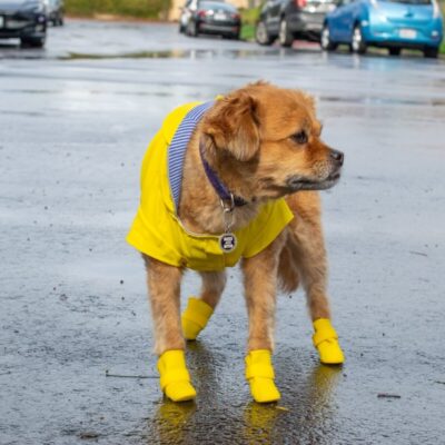 Pies ubrany w żółte ubranka i buty dla psa stoi na mokrej ulicy.
