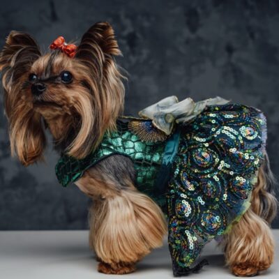 Mały pies w kolorowych ubrankach i butach dla psa.