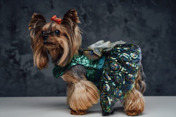 Mały pies w kolorowych ubrankach i butach dla psa.