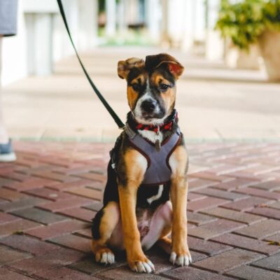 Szczeniak siedzący na chodniku, noszący szelkę dla psa.