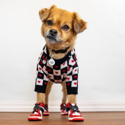 Piesek nosi kolorowe ubranka i buty dla psa.