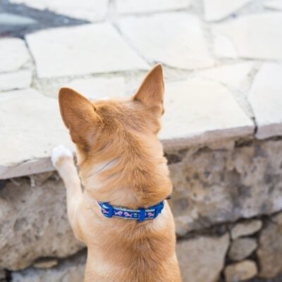 Pies z obrożą dla psa patrzy na mur z kamienia.