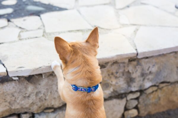 Pies z obrożą dla psa patrzy na mur z kamienia.