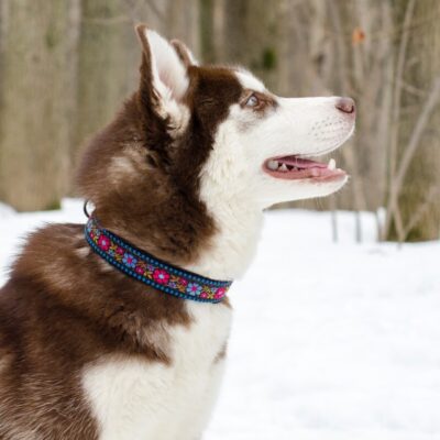 Pies na śniegu nosi kolorową obrożę dla psa.