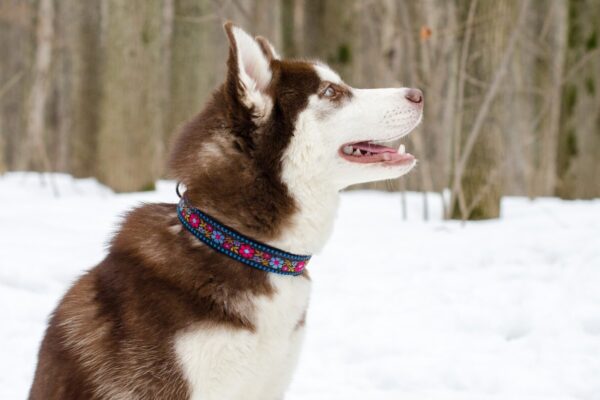 Pies na śniegu nosi kolorową obrożę dla psa.